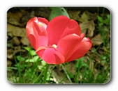 Tulpe, verblühend