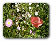 Blüten (weiß und rosa)