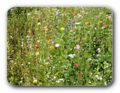 Wildblumen: Artenvielfalt