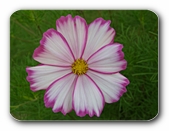 Blüte weiß-violett
