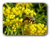 Biene auf Blüten (