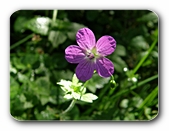 Blüte violett (
