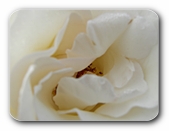 Weiße Rosenblüte, nah