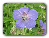 Blüte zartviolett
