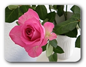 pinke Rose 