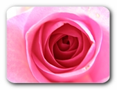 Rose rosa, Nahaufnahme