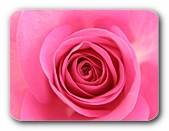 Rose rosa (Detail)