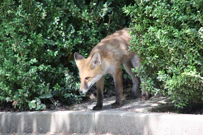 Fuchs schaut runter