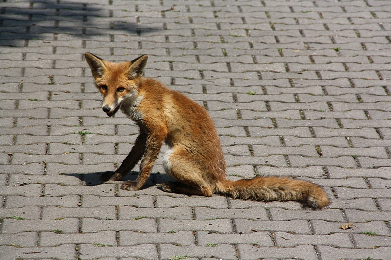 Fuchs sitzend, schaut her