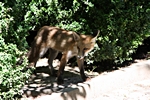 Fuchs im Schatten