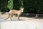 Fuchs, nahe beim Fuchsbau