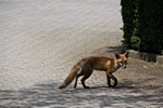 Fuchs im Gehen