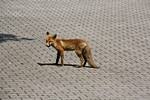 Fuchs im Hof