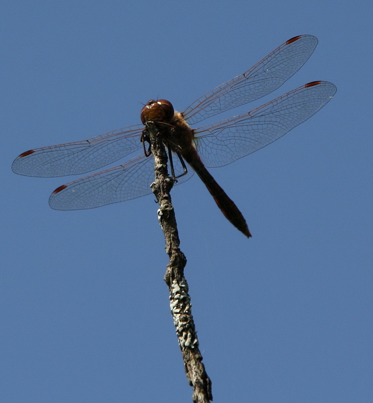 Dragonfly sitting