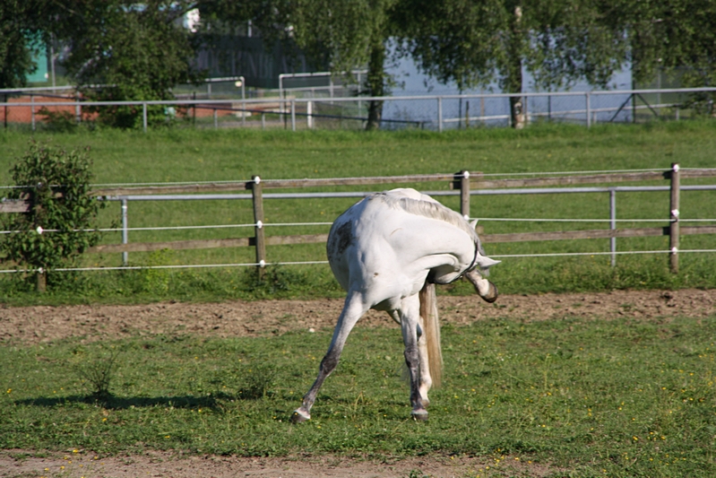 Pferde-Yoga