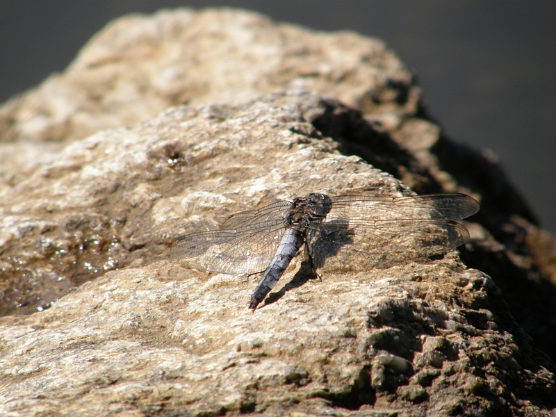 Libelle auf Stein