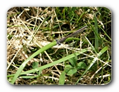Kleinlibelle im Gras