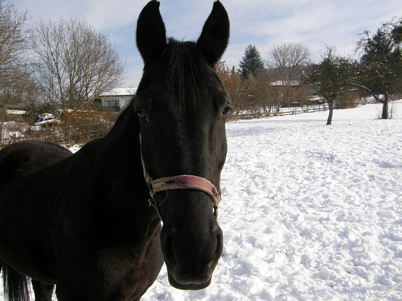 Pferd auf Schneewiese