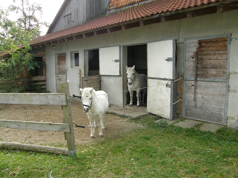 Ponies vorm Stall