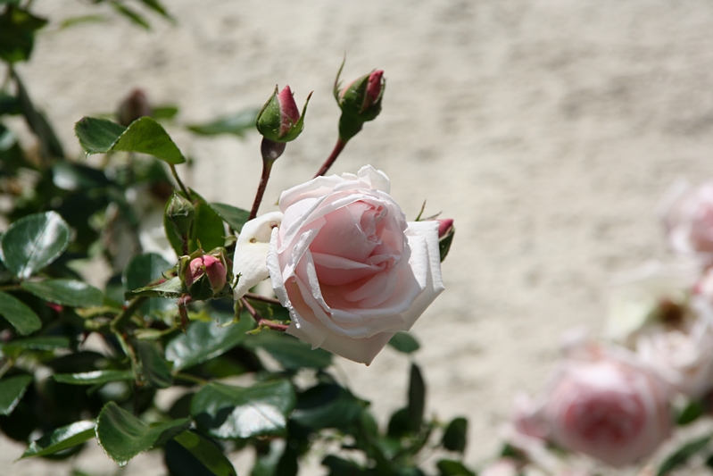 Rosen (rosa)
