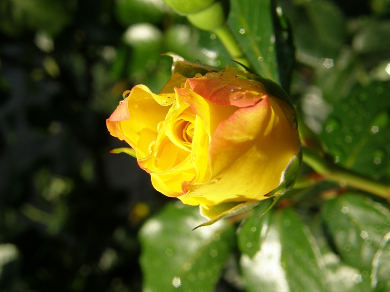 Gelbe Rose, nicht ganz offen