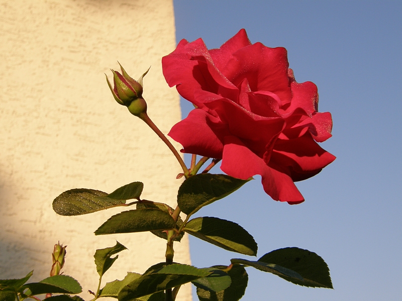 Rote Rose und Rosenknospe am Haus