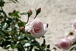 Rosen (rosa)
