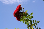 Rosenblte vor blauem Himmel