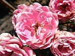 Rosenblten (Heckenrose)