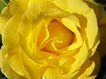 Nahaufnahme einer gelben Rose