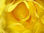 Gelbe Rosenblte von Nahem