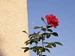 Rote Rose an Hauswand