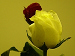 Rosen in Kunstlicht