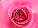 Pinke Rosenblte (Detail)