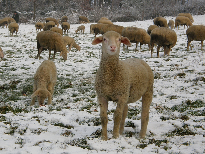 Schafherde auf Schneewiese