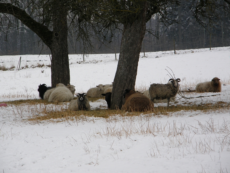 Schafherde auf Winterweide
