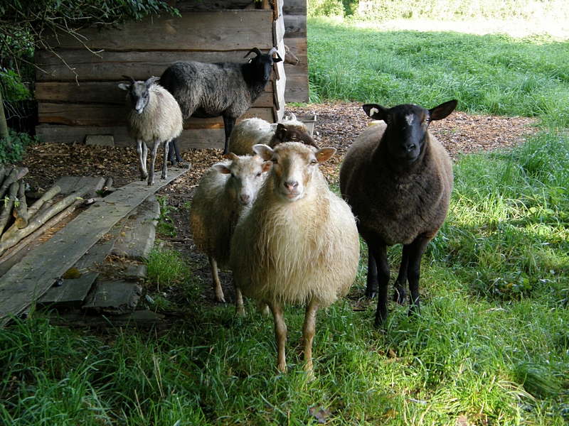 Schafe am Stall