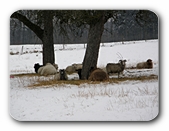 Schafherde auf Winterweide