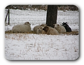 Schafe in der Kälte