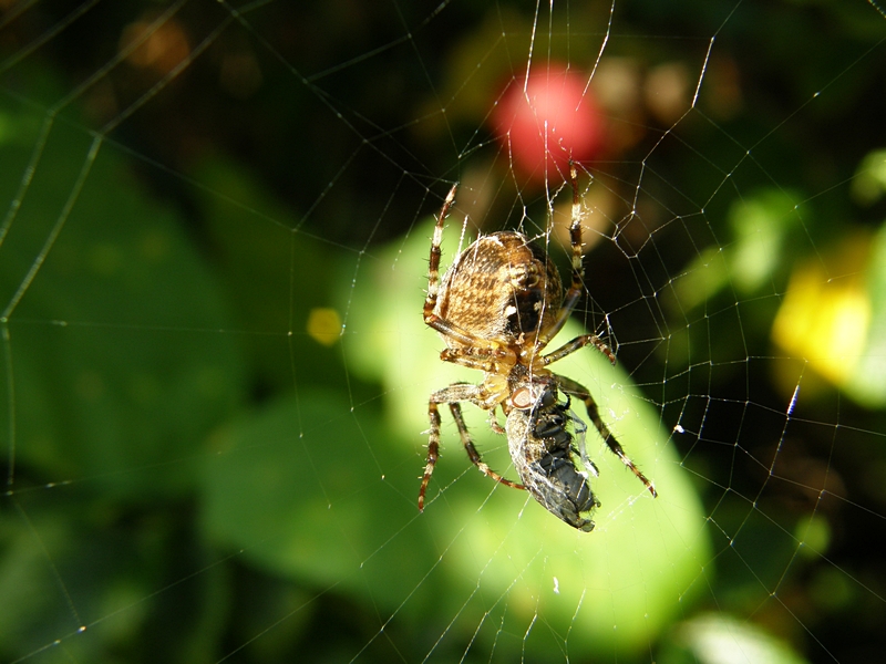 Kreuz-Spinne beim Fressen