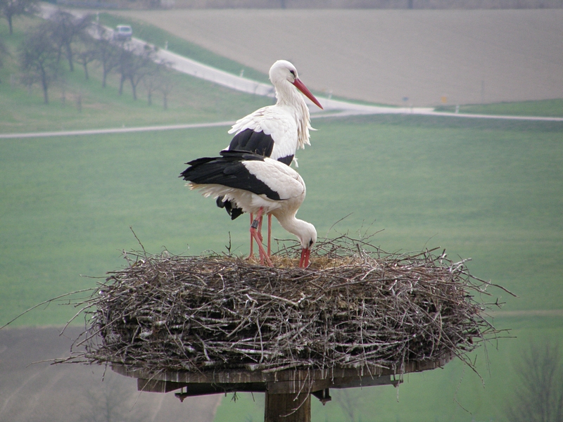 Storchen-Eltern bei der Nestpflege