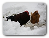 Hahn und Henne im Schnee