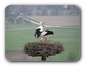 Storchen-Ehepaar im Nest