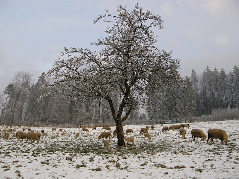 Schafe am Wald