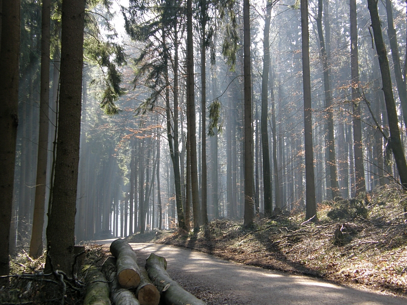 Waldweg mit Dunst und Licht