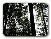 Wald-Szene