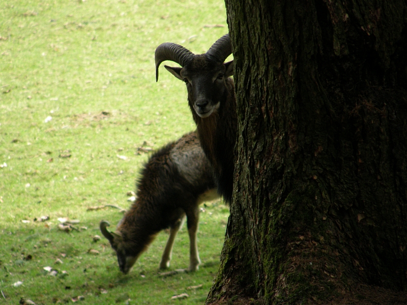 Mufflon hinterm Baum