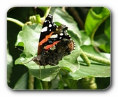 Schmetterling (Admiral)