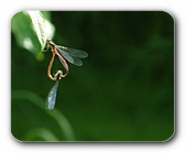 Adonis-Libelle (Paarung
