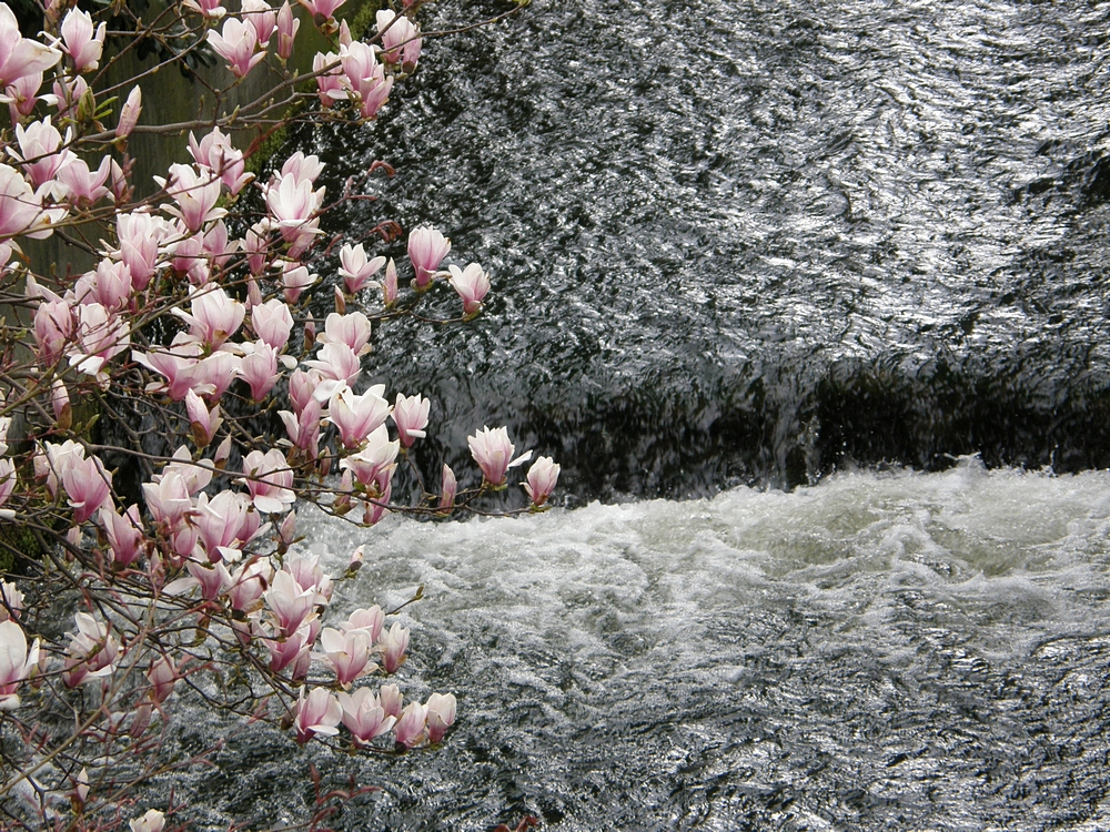 Scherzach und Magnolien